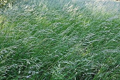 世嘉抛弃《如龙》英文名Yakuza 改译Like A Dragon